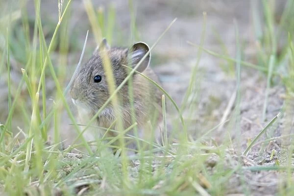 Mouse Hare. Ladakh Changthang, India