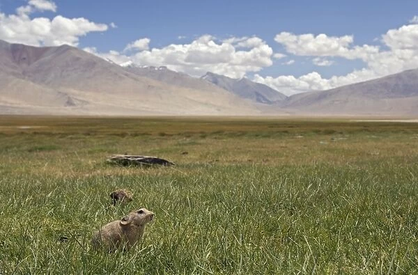 Mouse Hare  /  Plateau Pika  /  Black-lipped Pika - Tso Kar basin, Ladakh Changthang, J&K, India