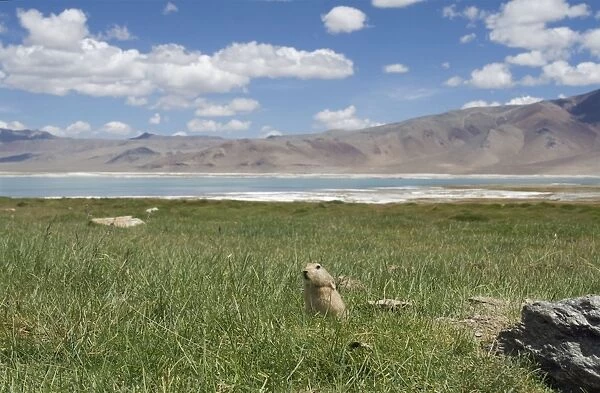 Mouse Hare  /  Plateau Pika  /  Black-lipped Pika - by Tso Kar, Changthang, Eastern Ladakh, India