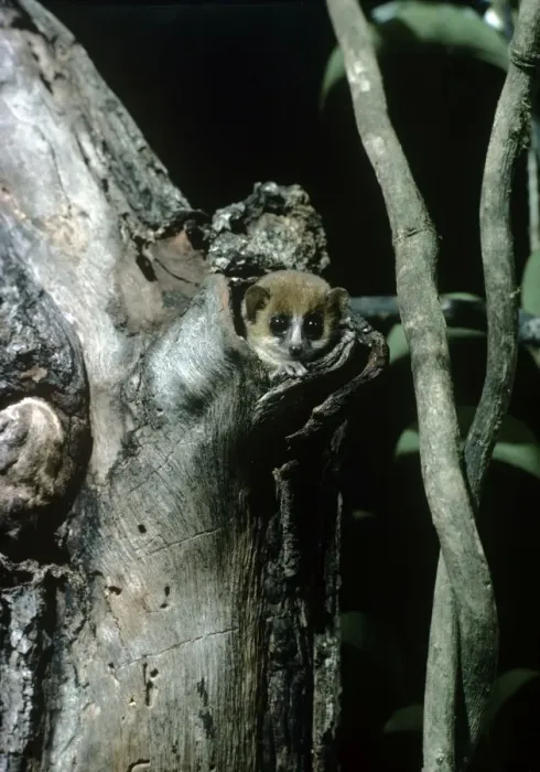 Framed Print : Mouse Lemur Framed Print : Mouse Lemur