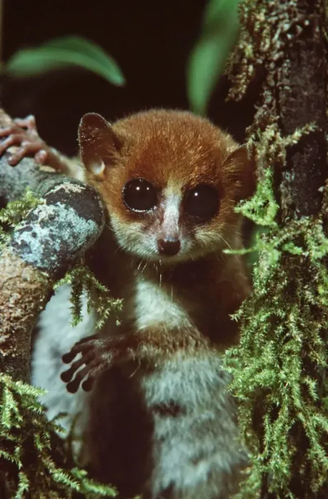Framed Print : Mouse Lemur - Madagascar Framed Print : Mouse Lemur - Madagascar