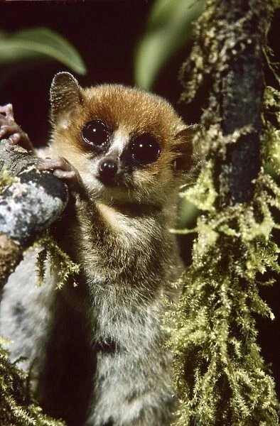 Mouse Lemur - Madagascar