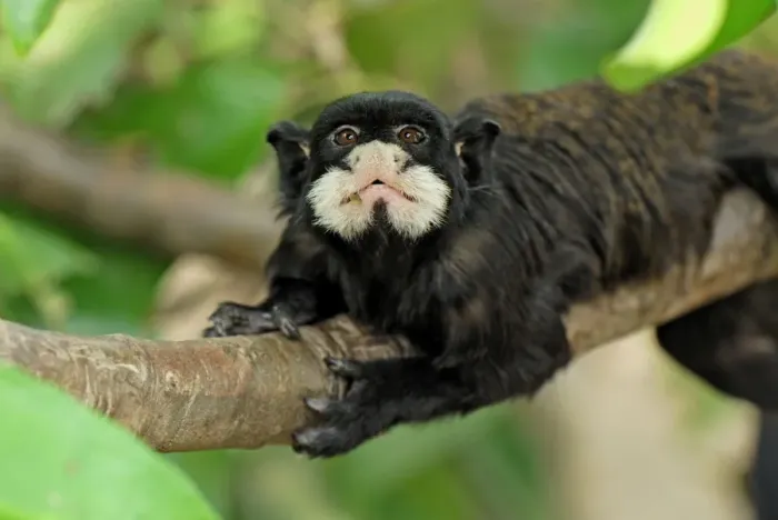 Framed Print : Moustached Tamarin  /  Spix's Moustached Tamarin - Pacaya-Samiria Nationalpark - Iquitos - Peru