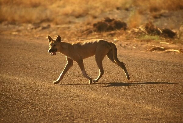 MRA00019. AUS-1440. Dingo (Canis lupus dingo ) introduced to Australian
