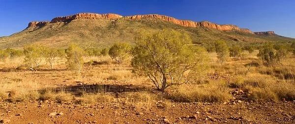 Mt. Cockburn Range - bushland and sandstone cliffs of the Mount Cockburn Range, which extends along the famous Gibb River Road, in the Heart of the Kimberleys - Gibb River Road, East Mt. Cockburn Range, Kimberley, Western Australia, Australia