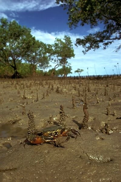 Mud crab - In mangrove habitat - Northern Australia JPF12013