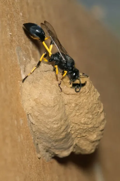 Framed Print : Mud Dauber Wasp - sealing nest entrance Framed Print : Mud Dauber Wasp - sealing nest entrance