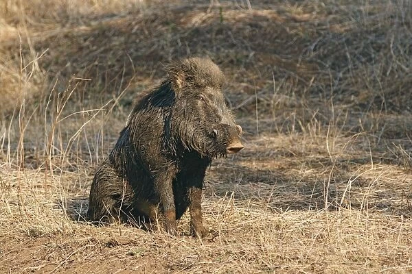 Mud-wallowing Wild Boar, Ranthambhor National Park, India