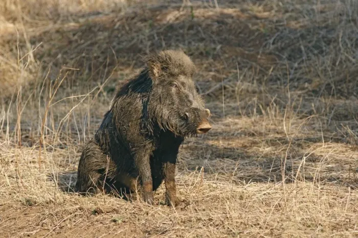 Framed Print : Mud-wallowing Wild Boar, Ranthambhor National Park, India
