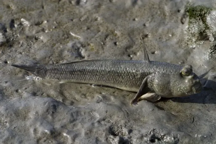 Framed Print : Mudskipper Oyster Goby / Oystergoby. On mudflats at Cairns esplanade, Quensland, Australia Framed Print : Mudskipper Oyster Goby / Oystergoby. On mudflats at Cairns esplanade, Quensland, Australia