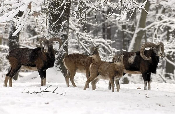Mufflon. SM-2129-C. European Mouflon - herd in snow