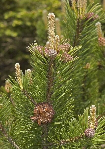 Mugo pine. ROG-11617. Mugo pine. Pinus mugo