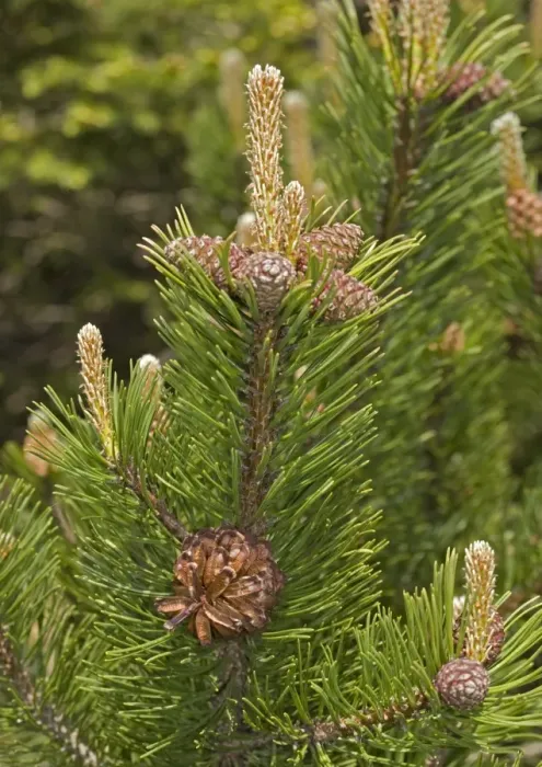 Framed Print : Mugo pine. ROG-11617. Mugo pine. Pinus mugo