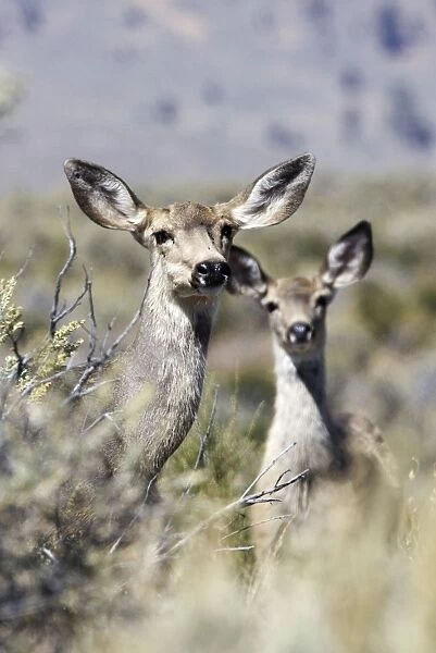 Mule  /  Blacktail deer - female and young Ponderosa Ranch - Seneca - Oregon - USA