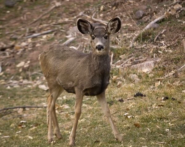 Mule deer. ROG-12216. Mule deer. Odocoileus hemionus