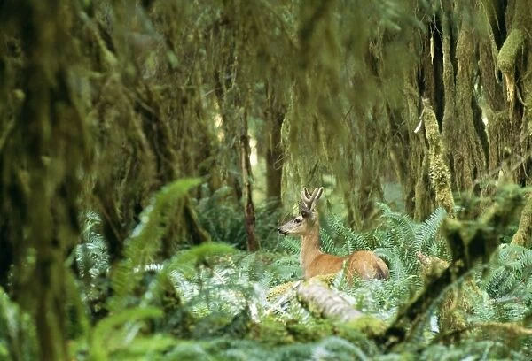 Mule Deer (Blacktail) Olympic rain forest, Washington, USA