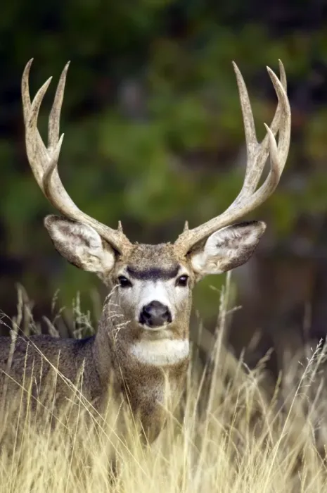 Framed Print : Mule Deer - buck - Autumn - Western USA _PTL6901 Framed Print : Mule Deer - buck - Autumn - Western USA _PTL6901