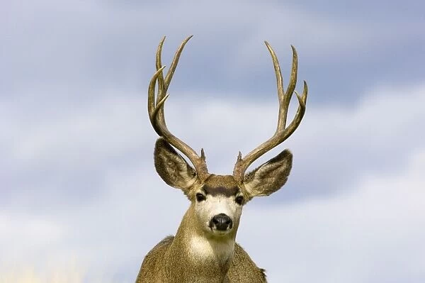 Mule Deer - buck - Autumn - Western USA _PTL7302