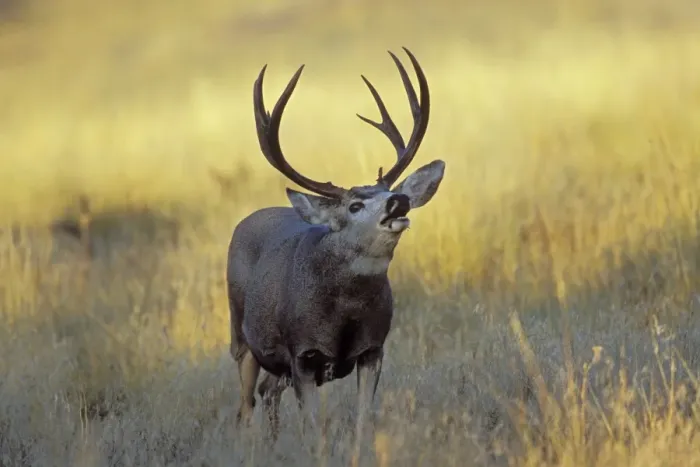 Framed Print : Mule Deer - buck checking for scent during autumn rut. Western USA Md2115