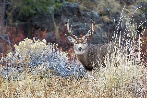 Mule deer buck Date: 13-11-2012