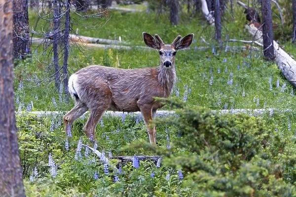 Mule Deer - buck with developing antlers Grand