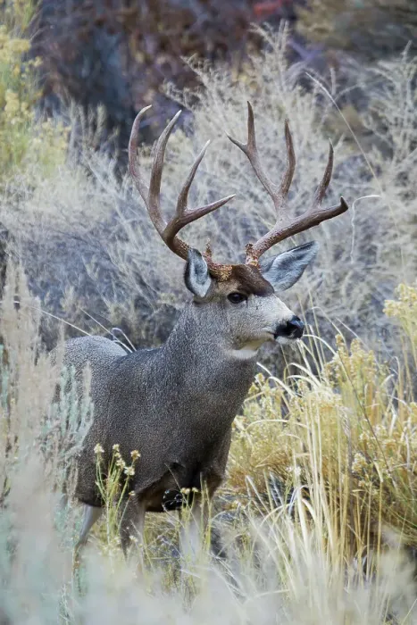 Framed Print : Mule deer buck, emerging from cover Date: 14-11-2012 Framed Print : Mule deer buck, emerging from cover Date: 14-11-2012