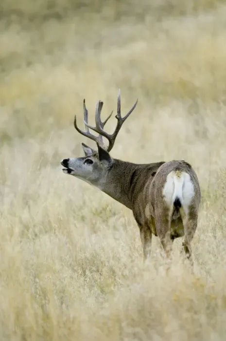 Framed Print : Mule Deer - buck sniffing. Western USA. _PTL7109 Framed Print : Mule Deer - buck sniffing. Western USA. _PTL7109