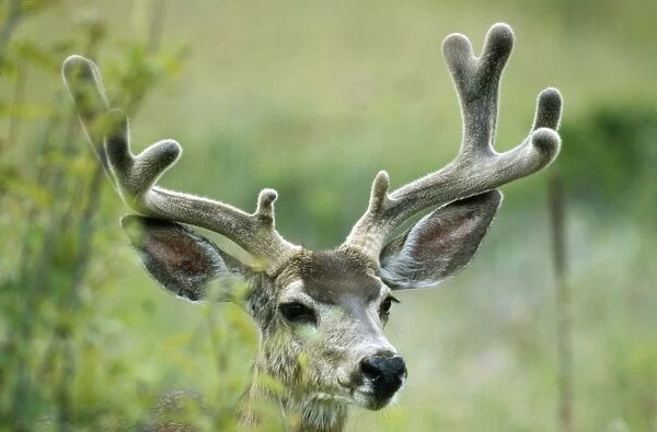 Mule Deer - buck in velvet National Bison Range Montana, USA
