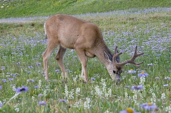 Mule Deer - buck in wildflowers (mostly wild asters) - Glacier National Park - Montana - Summer _D3A7074