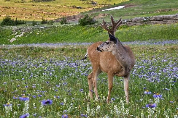 Mule Deer - buck in wildflowers (mostly wild asters) - Glacier National Park - Montana - Summer _D3A7082