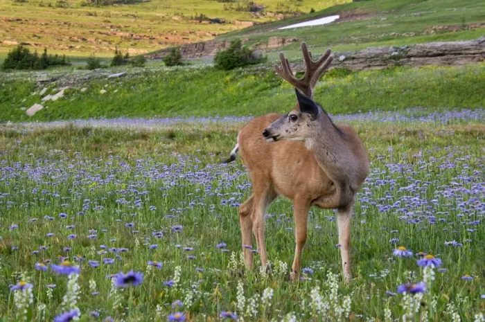 Framed Print : Mule Deer - buck in wildflowers (mostly wild asters) - Glacier National Park - Montana - Summer _D3A7082 Framed Print : Mule Deer - buck in wildflowers (mostly wild asters) - Glacier National Park - Montana - Summer _D3A7082