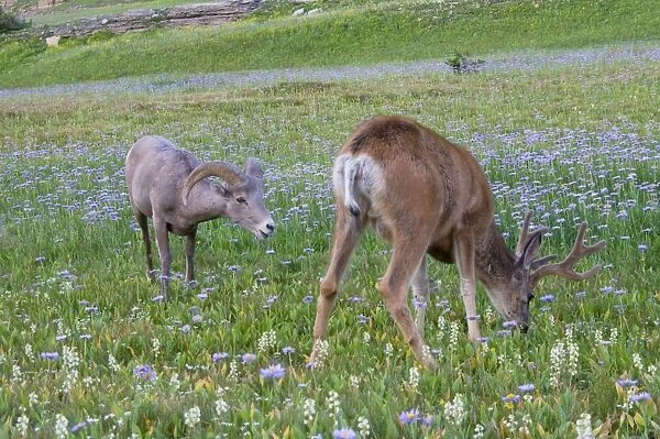 Mule Deer - buck in wildflowers (mostly wild asters) - with Rocky Mountain Bighorn Sheep (Ovis canadensis) ram - Glacier National Park - Montana - Summer _D3A7097