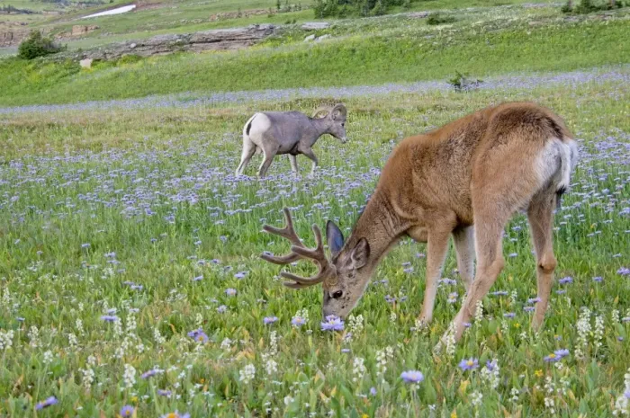 Framed Print : Mule Deer - buck in wildflowers (mostly wild asters) - with Rocky Mountain Bighorn Sheep (Ovis canadensis) ram - Glacier National Park - Montana - Summer _D3A7100