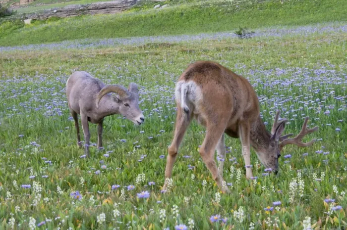 Framed Print : Mule Deer - buck in wildflowers (mostly wild asters) - with Rocky Mountain Bighorn Sheep (Ovis canadensis) ram - Glacier National Park - Montana - Summer _D3A7097 Framed Print : Mule Deer - buck in wildflowers (mostly wild asters) - with Rocky Mountain Bighorn Sheep (Ovis canadensis) ram - Glacier National Park - Montana - Summer _D3A7097