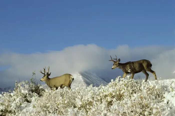 Framed Print : Mule Deer - bucks in Autumn. Snow is common in late September-October. Northern Rockies. MD446 Framed Print : Mule Deer - bucks in Autumn. Snow is common in late September-October. Northern Rockies. MD446