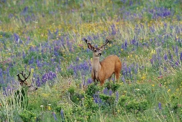 Mule Deer Bucks, Montana