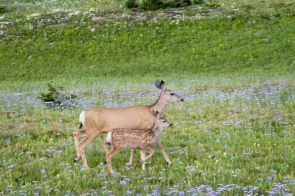 Mule Deer - doe and fawn in wildflowers (mostly wild asters) - Glacier National Park - Montana - Summer _D3A7202