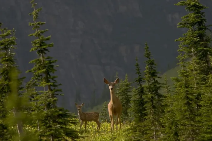 Framed Print : Mule Deer - doe and fawn in wildflowers (mostly glacier lilies) - Logan Pass - Glacier National Park - Montana - USA - Summer _D3A8693 Framed Print : Mule Deer - doe and fawn in wildflowers (mostly glacier lilies) - Logan Pass - Glacier National Park - Montana - USA - Summer _D3A8693