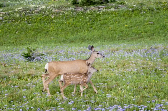 Framed Print : Mule Deer - doe and fawn in wildflowers (mostly wild asters) - Glacier National Park - Montana - Summer _D3A7202 Framed Print : Mule Deer - doe and fawn in wildflowers (mostly wild asters) - Glacier National Park - Montana - Summer _D3A7202