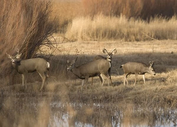 Mule Deer - family group grazing by water New Mexico, USA