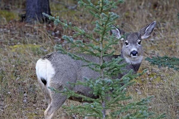 Mule deer - Female. Rocky Mountains - Jasper National Park - Alberta - Canada