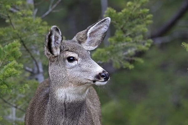 Mule deer - Female. Rocky Mountains - Jasper National Park - Alberta - Canada