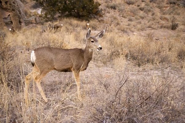 Mule Deer - Frijoles Canyon - Bandelier National Monument - New Mexico - USA