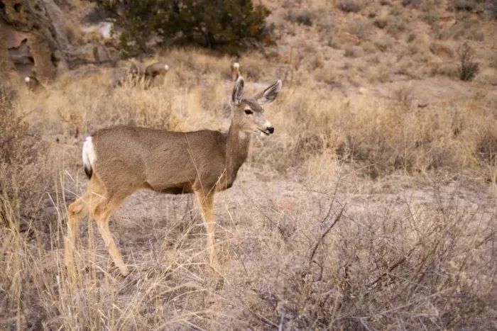 Framed Print : Mule Deer - Frijoles Canyon - Bandelier National Monument - New Mexico - USA Framed Print : Mule Deer - Frijoles Canyon - Bandelier National Monument - New Mexico - USA