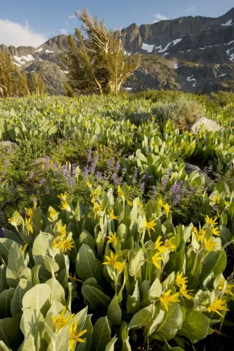 Framed Print : Mule Ears (Wyethia mollis) and lupins near Winnemucca Lake in the Sierra Nevada, Carson Pass, California Framed Print : Mule Ears (Wyethia mollis) and lupins near Winnemucca Lake in the Sierra Nevada, Carson Pass, California