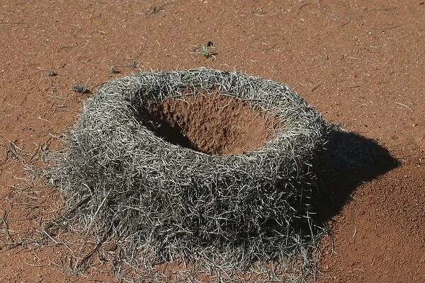 Mulga Ant - Entomologists speculate that the raised walls around the nest entrance have evolved to prevent flooding of the nest during sudden desert downpours that cover the ground but also quickly drain away Photographed near Alice