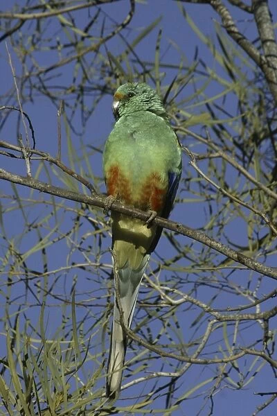 Mulga parrot, male. Alice Springs. Northern Territory, Australia. Psephotus varius © Don Hadden  /  ARDEA LONDON