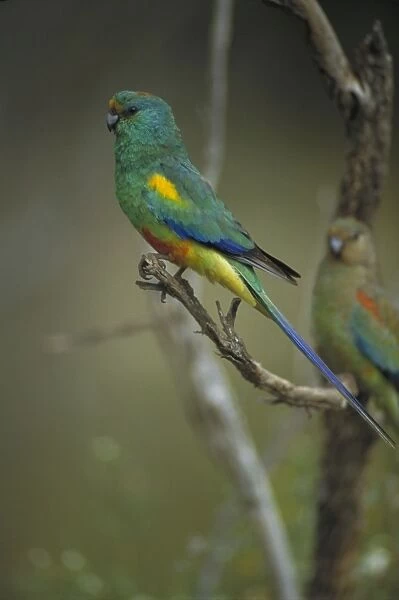 Mulga Parrot - South Australia - Lives close to water in malle-mulga and other inland shrubs-saltbush plains with trees and timbered inland watercourses - Nests on decayeds debris in tree-hollows-often near the ground or in taller trees