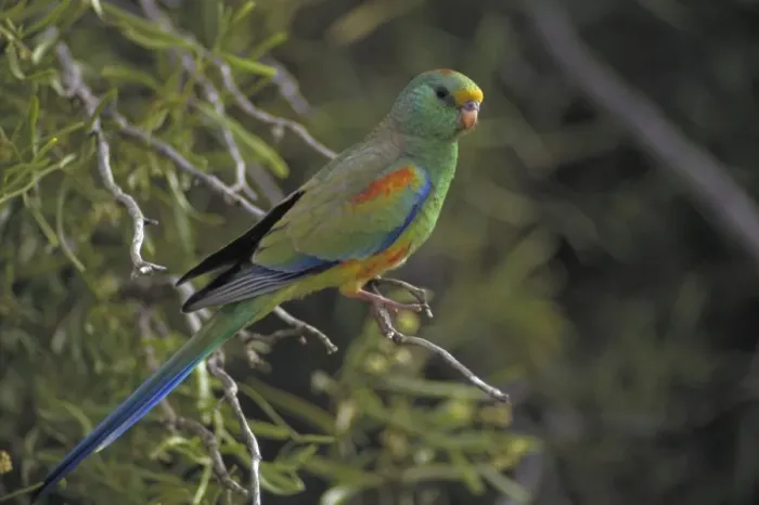 Framed Print : Mulga Parrot - South Australia - Lives close to water in malle-mulga and other inland shrubs-saltbush plains with trees and timbered inland watercourses - Nests on decayed debris in tree-hollows-often near the ground or in taller trees Framed Print : Mulga Parrot - South Australia - Lives close to water in malle-mulga and other inland shrubs-saltbush plains with trees and timbered inland watercourses - Nests on decayed debris in tree-hollows-often near the ground or in taller trees