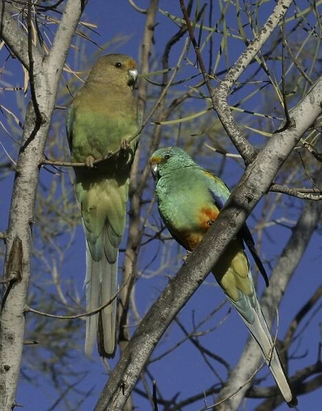 Mulga Parrots Male and Female Alice Springs. Northern Territory, Australia